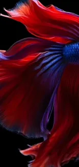 Stunning mobile wallpaper of a Betta fish with red and blue hues.