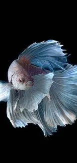 Elegant Betta fish with vibrant blue fins on a black background wallpaper.