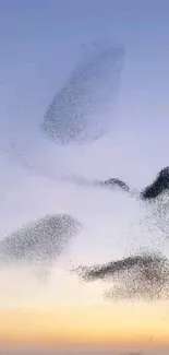 Bird murmuration against sunset sky background.