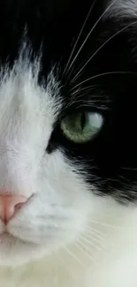 Close-up of a black and white cat with green eyes for mobile wallpaper.