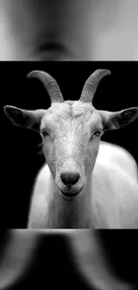 Black and white photograph of a goat on a mobile wallpaper.