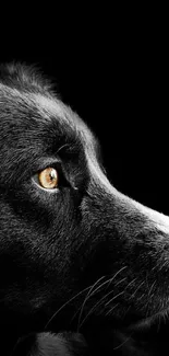 Black dog with an intense gaze on a black background wallpaper.