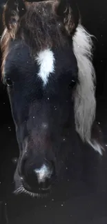 Black horse with white markings on a dark background.