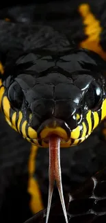 Close-up of black snake with yellow stripes.