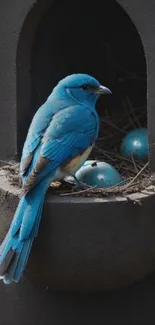 Blue bird perched near blue eggs in a nest, a serene mobile wallpaper.