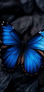 Vibrant blue butterfly on dark leaves.