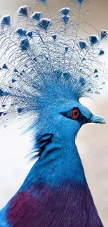 A stunning blue crested bird with intricate feathers and vibrant colors.