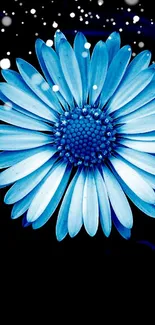 Beautiful blue daisy on dark backdrop.