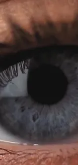 Close-up of a detailed blue eye with intricate patterns.