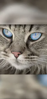 Close-up of a fluffy gray cat with stunning blue eyes.