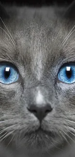 Close-up of grey cat with striking blue eyes, perfect for mobile wallpaper.