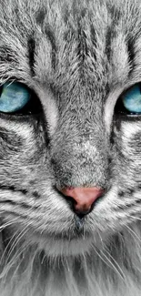 Close-up of a grey cat with stunning blue eyes on a mobile wallpaper.