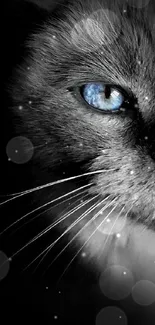 Close-up of a blue-eyed cat against a black background, perfect for mobile wallpaper.