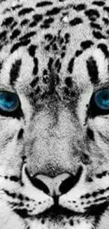 Black and white leopard with striking blue eyes for mobile wallpaper.