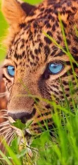 Close-up of a leopard with blue eyes in green grass.