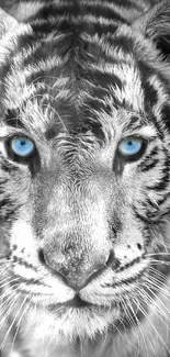 Black and white tiger with blue eyes mobile wallpaper.