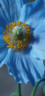 Beautiful close-up of a blue flower with orange center, ideal for mobile wallpaper.