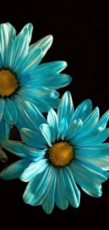 Two vibrant blue flowers on a dark background for mobile wallpaper.