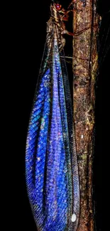 Blue-winged insect on branch, dark background, vibrant colors.