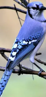 Elegant blue jay on branch mobile wallpaper with natural colors.