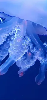 Vibrant blue jellyfish glowing underwater with intricate details.