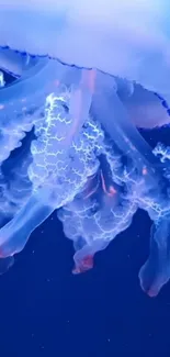 Glowing blue jellyfish with dark blue background.