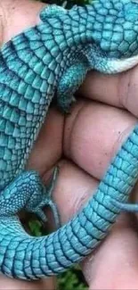 Close-up of a stunning blue lizard resting on a hand.