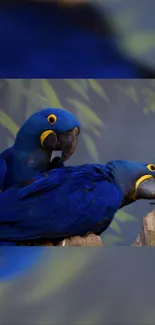 Two blue macaws perched in a lush jungle setting, vibrant and detailed.