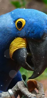 Blue parrot with vibrant feathers in natural setting.