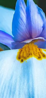 Close-up of vibrant blue and yellow petals in nature.