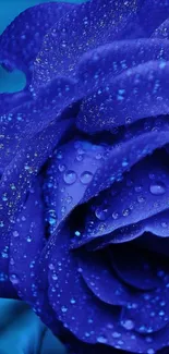 Vibrant blue rose with dew drops in a serene setting