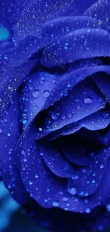 Beautiful blue rose with dewdrops on petals as a mobile wallpaper.