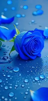 Vibrant blue rose with water droplets on petals.