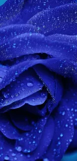 Close-up of a vibrant blue rose with water droplets.