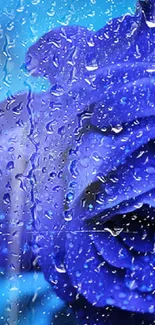 Vibrant blue rose with dewdrops for a serene wallpaper.