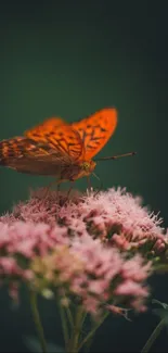 Orange butterfly on pink flowers in green setting.