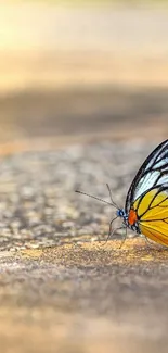 Colorful butterfly resting on textured ground.