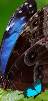 Close-up of a vibrant butterfly with detailed patterns on green background.