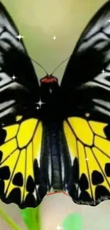 Beautiful yellow and black butterfly on a soft background with sparkles.