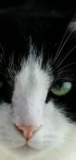 Black and white cat with striking green eyes, close-up view.