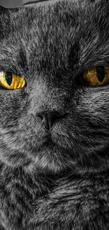 Close-up portrait of a cat with intense yellow eyes on a gray background.