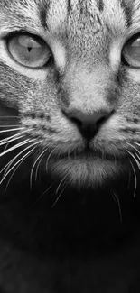 Monochrome close-up of cat's face, highlighting detailed fur and eyes.