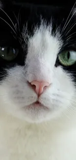 Close-up of a black and white cat with striking green eyes.