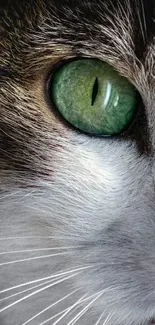 Close-up of a cat's eye with detailed fur and vivid green hues.