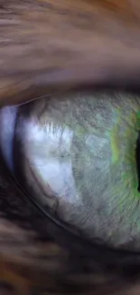 Close-up of a cat's green and amber eye with detailed fur texture.