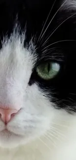 Close-up of a cat's green eye on a black and white face.