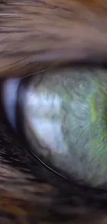 Close-up of a cat's vibrant green eye wallpaper.