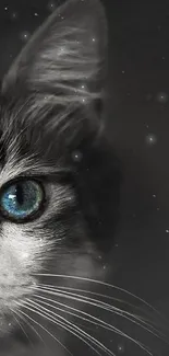 Close-up of a cat's blue eye on black background.