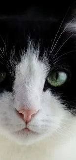 Close-up of a black and white cat with striking green eyes on a mobile wallpaper.