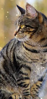 Profile of a tabby cat with a bokeh background.